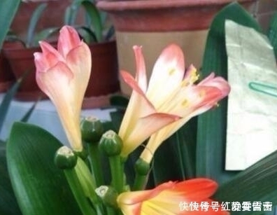 它就是“养花万能水”,比淘米水、啤酒水强10倍,植物吸收快