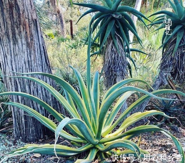原以为龙舌兰是小家碧玉,没想到竟然可以长这么高!