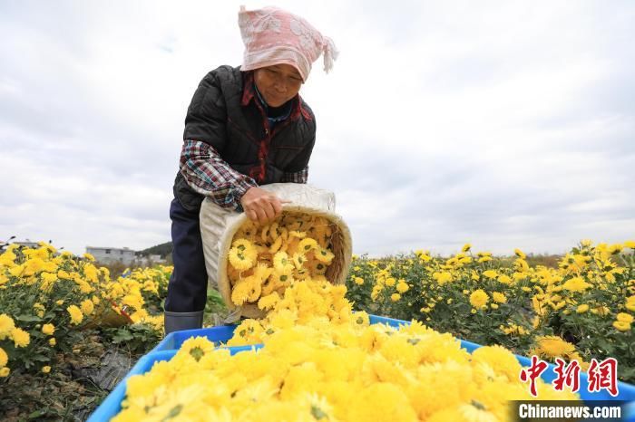 皇菊|贵州贵定：婺源皇菊采摘忙