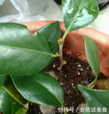 蟹爪兰|11月初,3种花不用买,“剪”个枝叶插土里,不久长满一整盆!