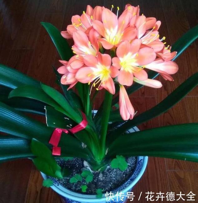 小技巧|家里养君子兰,一个施肥小技巧,叶片长得又厚又大,花开得非常多