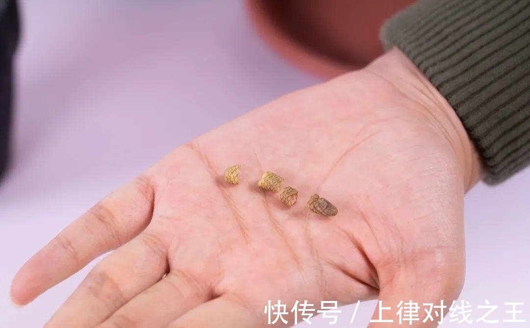 长筒花是“室内花量王者”,没光也能开爆盆,阳台党福音