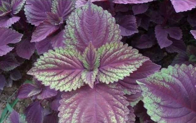 3个“养胃高手”揭晓，不是花生，若你爱吃，或有利于养胃护胃