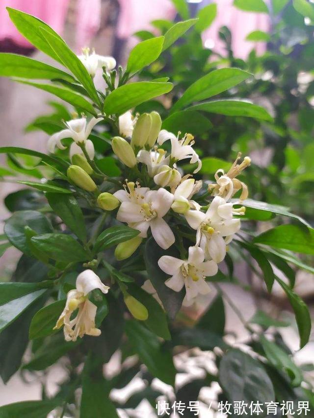 叶子|九里香开花,香飘十里,叶子却掉了一地,到底为啥?