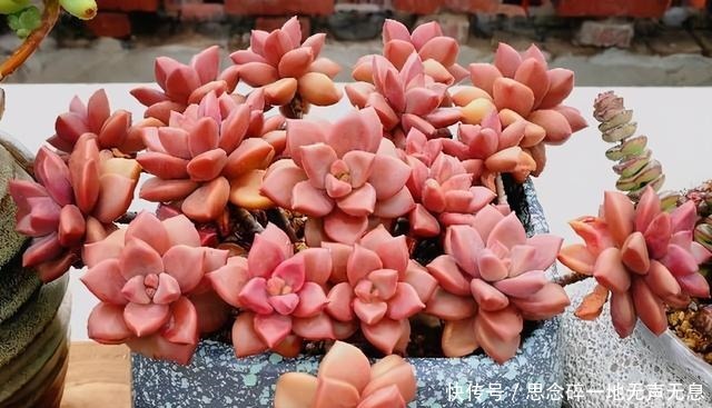 这三“普货多肉”寓意好,越老越值钱,养成老桩可当“传家宝”!