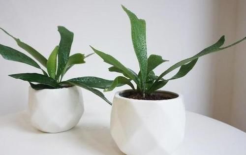 趁着冬日的最后时光，多捡些树皮、枯枝叶备用养花吧！