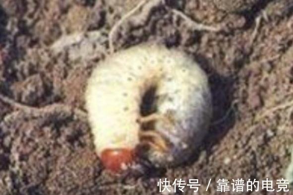 家里养的花卉植物为什么会生病虫害，4个方法帮你解决