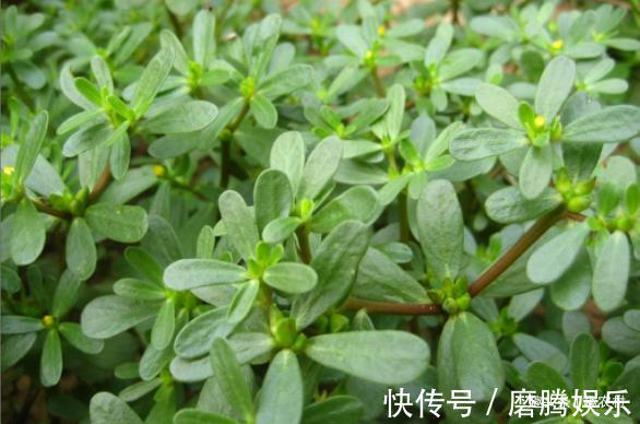 蛇莓|小时候常见又叫不上名的植物,终于知道叫啥了,太全了