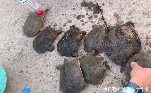 长江君|退水后钱塘江滩涂变“鳖滩”,甲鱼四处乱爬,有人一会捡了十几只