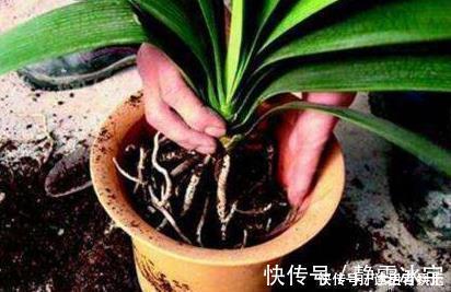 盆土太硬了?用它泡一泡,浸盆浇,土壤透气有营养,还养根
