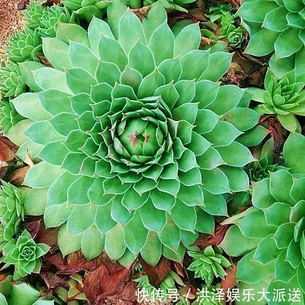 浇水|多肉观音莲在夏季换盆不生根几个小妙招,蹭蹭生根快易爆盆