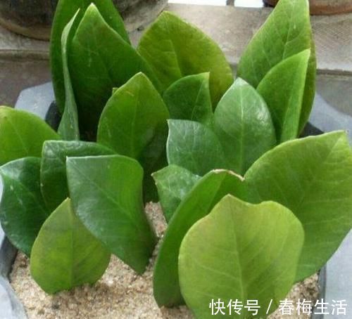 夏天8种花不用买,掐个叶子就能插活,让你的阳台变花园