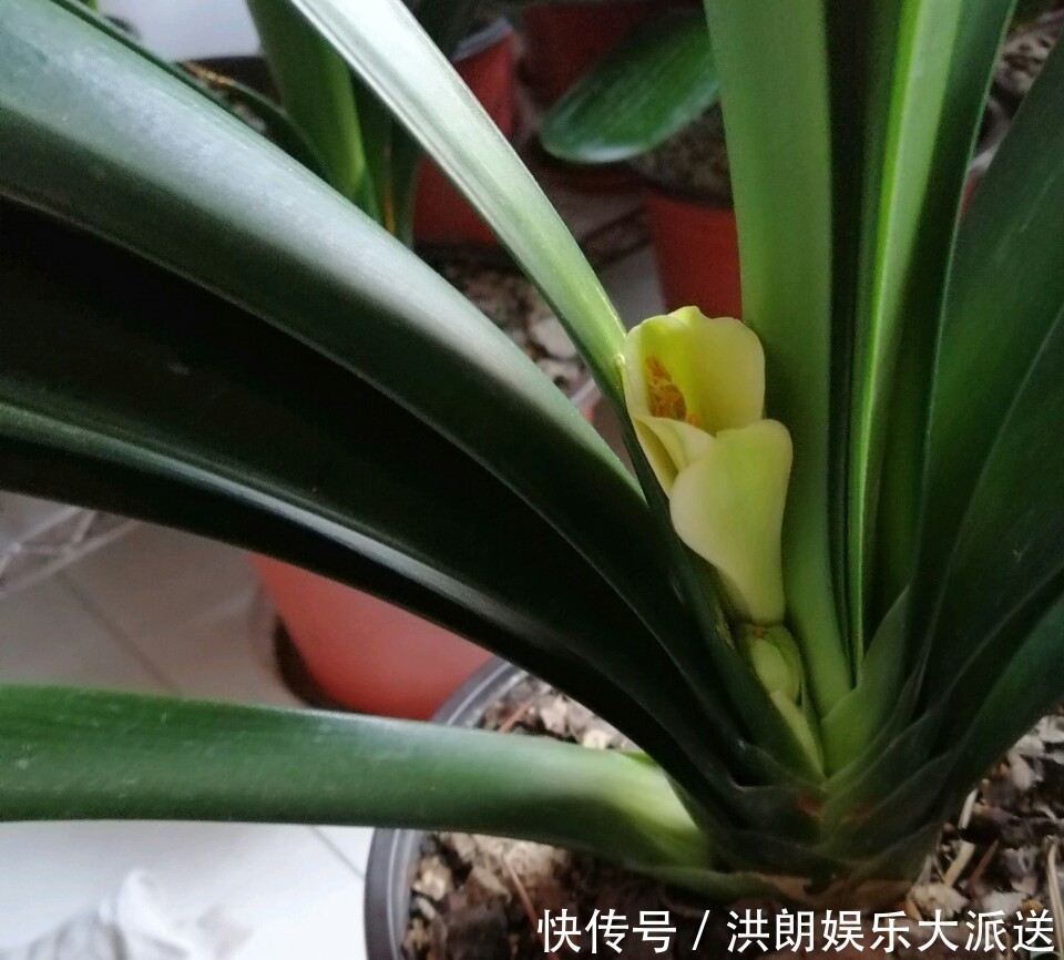 磷酸二氢钾|君子兰窜剑后该如何浇水容易忽视这个小细节,很多人中招