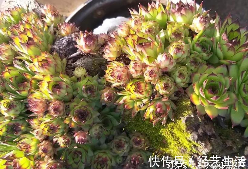 养多肉我一般不建议施肥,但这种多肉适当地施肥却可以养得更好