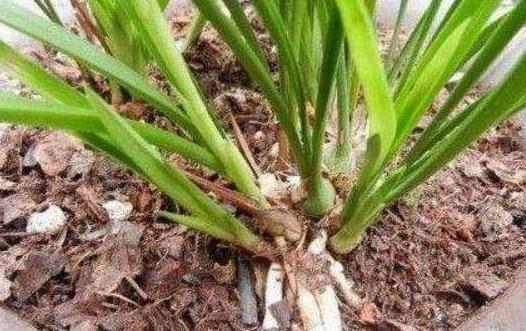 这些“硬”东西埋在花盆里，从不烂根，越养越旺盛！