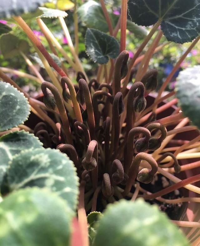 金边瑞香|6种“富贵花”，年底爱“涨价”，现在快入手，早买早赏早便宜