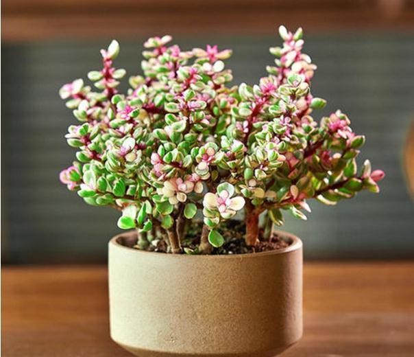 冬至之前最好看的“艳丽花”,清新淡雅又贵气,寓意紫气东来