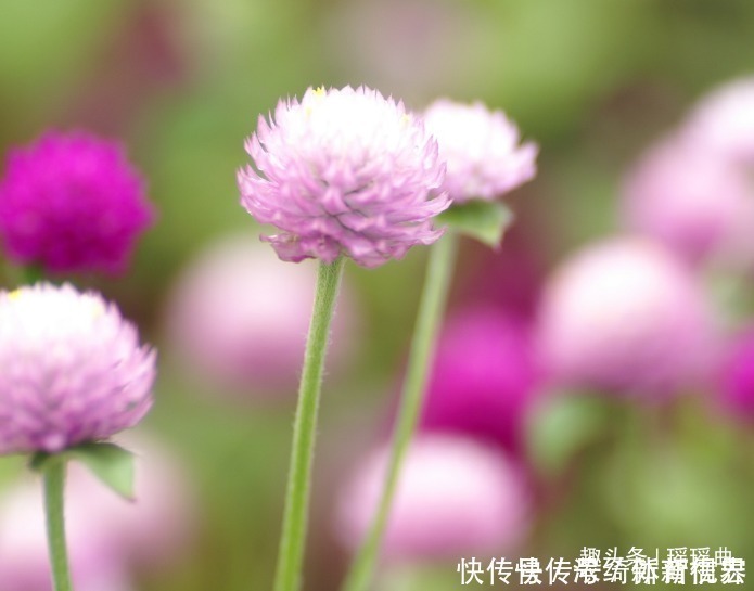 地狱|此花似火球，花期一千天，是上帝的特殊礼物，被誉为永恒之花