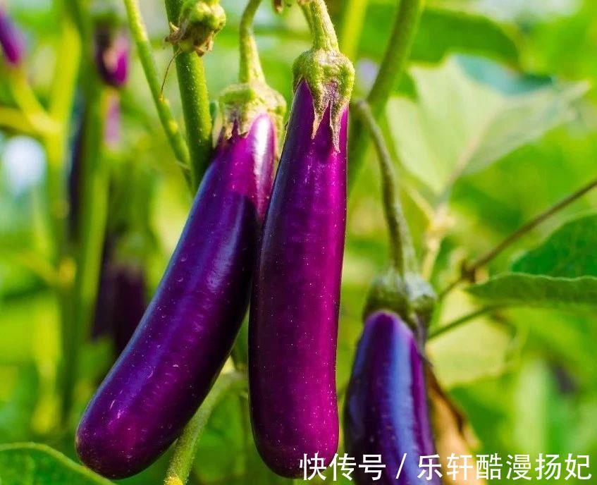 寒性食物|夏天茄子不要炒着吃了,大厨教你新吃法,一蒸一拌,酸辣爽口美味