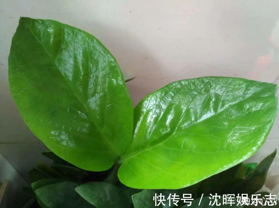 非洲堇|这花送人，只用送一片叶子，插土就活不心疼！