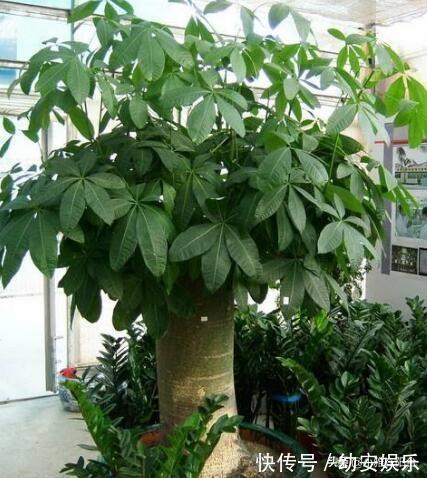 养好发财树，有1个诀窍，叶绿有光泽，枝繁叶茂，年年旺财运！