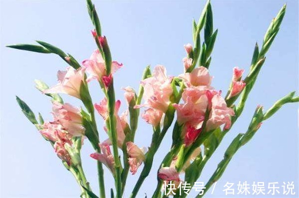 世界四大切花$此花葉似長劍,由于其與眾不同的婀娜風姿,展現出風韻不凡的氣質