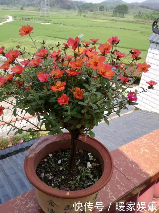 金枝玉叶又能派上“大用场”，嫁接几根太阳花，变成老桩“花柱”