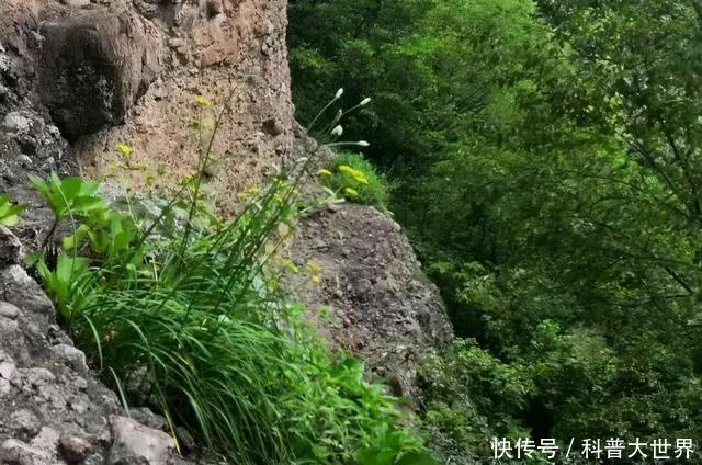 新品种|大别山中发现“神韭菜”,堪称韭菜“老祖宗”,或开发韭菜新品种