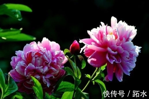 翠菊翠菊|花养在家里，一整年都有好运气，开花漂亮财运来，一养就上瘾