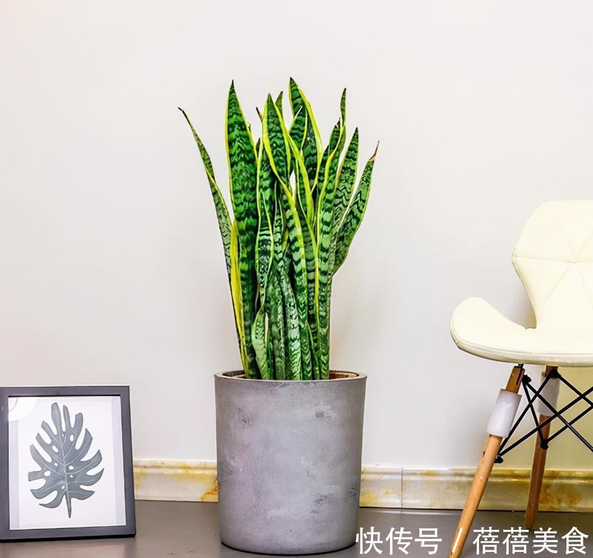 19种常见花“耐寒能力”一览表,天冷要不要“入室”,看看就知道