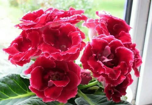 室内养护|此款耐阴花,颜值高好养护,采光不好也能活,值得拥有!