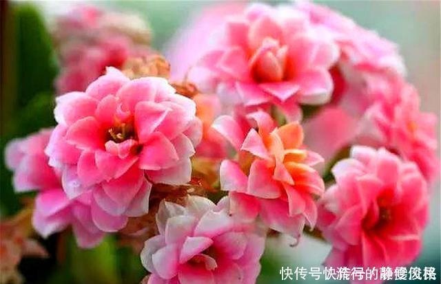 长寿花花后养护很重要,3件事越早做越好,下次开花准爆盆