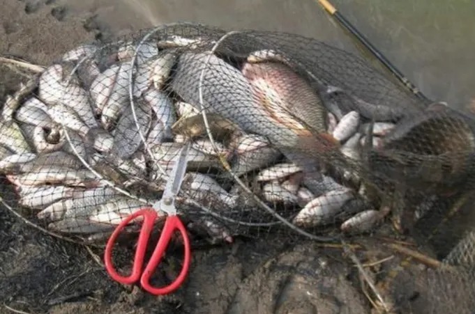 鲫鱼|寒冬别再打大窝了!资深钓手:只要做到这三点,招鱼迅猛,好钓的很