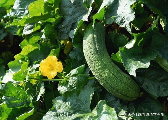 丝瓜|脸上有斑不要慌,常吃三种食物,美容养颜,淡化色斑,排毒瘦身