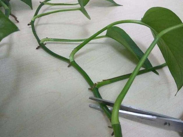 养分|绿萝长出这种枝，看到就赶紧剪，不剪，很难养爆盆