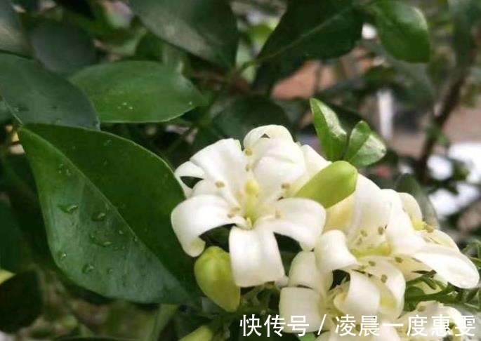 花友|种在阳台的九里香,既能净化空气环境,又能满屋飘香