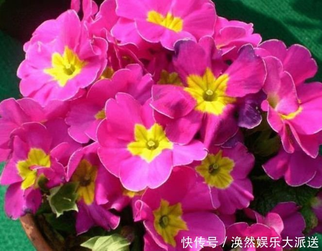 4种花一养就上瘾,开花漂亮,仙气十足,谁见了都想养!