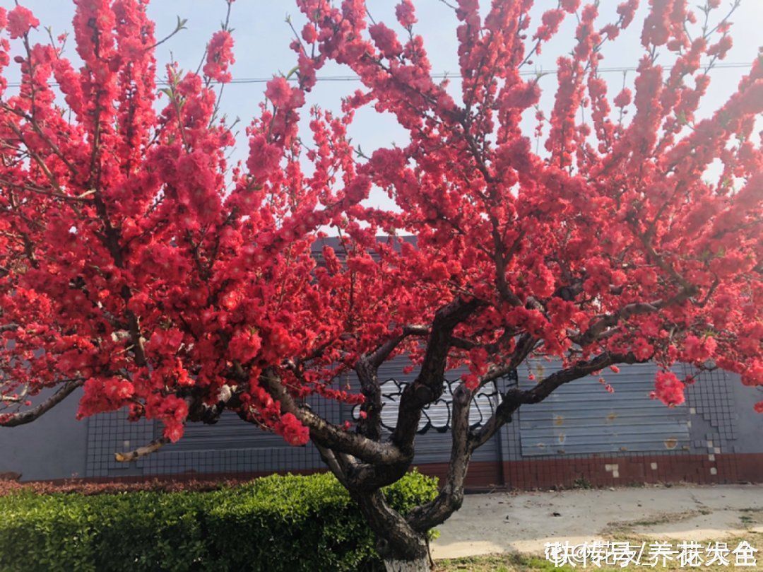 16种特长寿的植物,养十年以上,那都算年轻