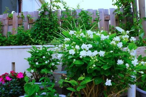 黄叶|几种耐阴花,最怕晒太阳,一晒就黄叶,看看你养了几种