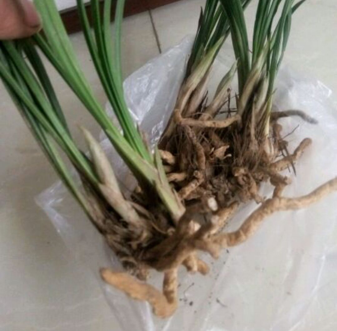 下山兰花上盆前根系怎么处理,下山兰花的上盆养根过程