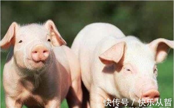 肝火过旺|“亥猪人”过了49岁，“大金猪”的后半辈子，将会“猪猪得意”！