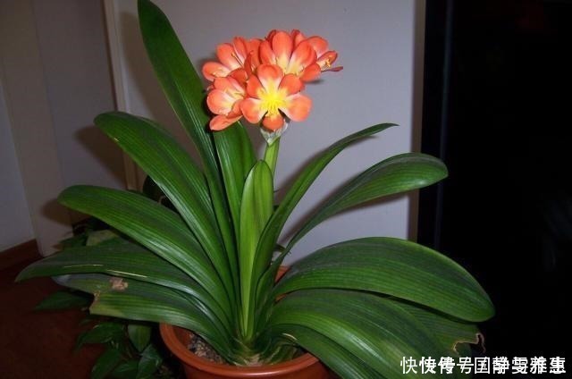 盆底|君子兰要怎么浇水注意“1点”,叶片多,长得旺,开花开疯了!