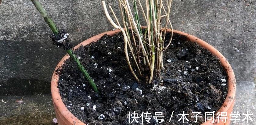 花友们|厨房里有1种粉末，兑水浇花，没异味，用途多，效果杠杠滴