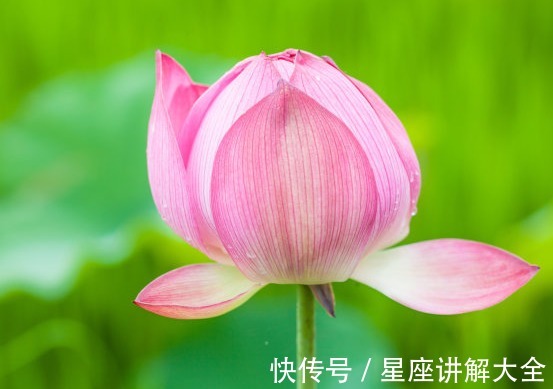 吉星|到了8月中旬，4属相吉星进门，桃花临身，财运如虹，日子红火