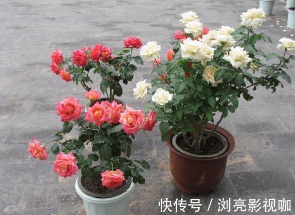 花蕾|养月季和蔷薇如何培养高颜值注意3个问题，个个满树繁花