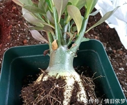 沙漠玫瑰|养沙漠玫瑰，有3个技巧，长成盆景，一盆能开100朵花