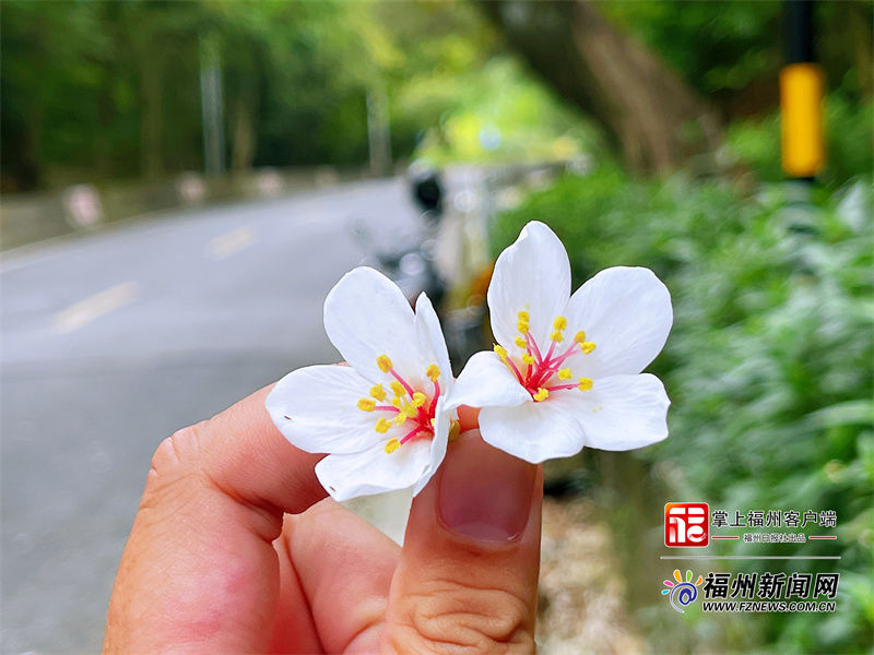 五月浪漫 雪景 鼓岭迎来千年桐花季 粉紫色