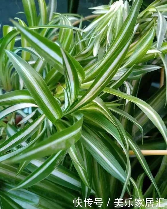 银边吊兰|13种常见吊兰,个个美成仙,快看看你家有几种?