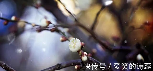 墙角|王安石有一首梅花诗，看似平淡无奇，却意味无穷，最后1句从未被超越