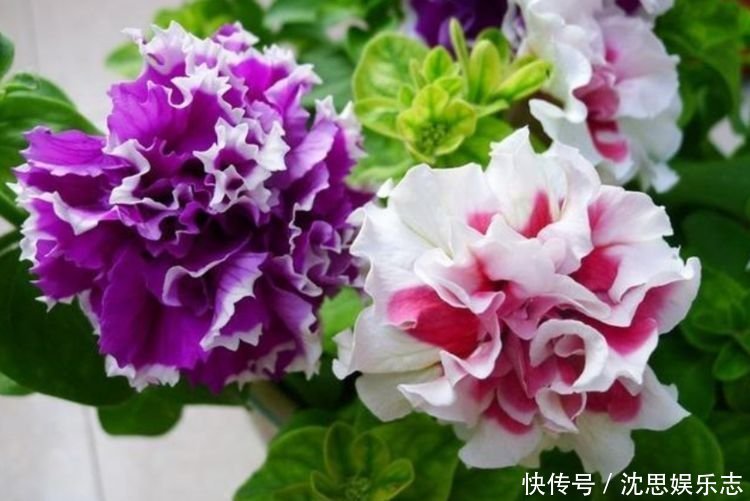 家里养上4种花,开花一簇簇,花期长、花量大,家里变花园!